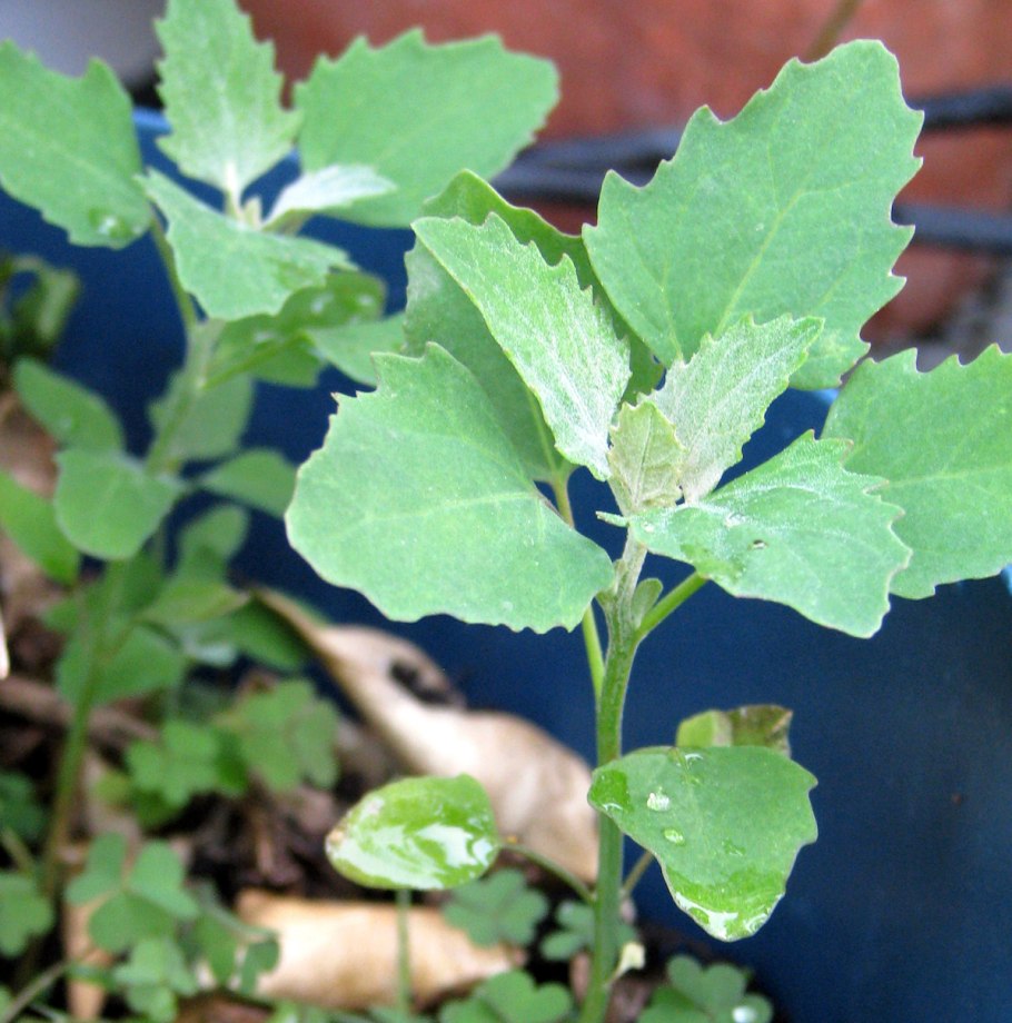 Американская лебеда трава