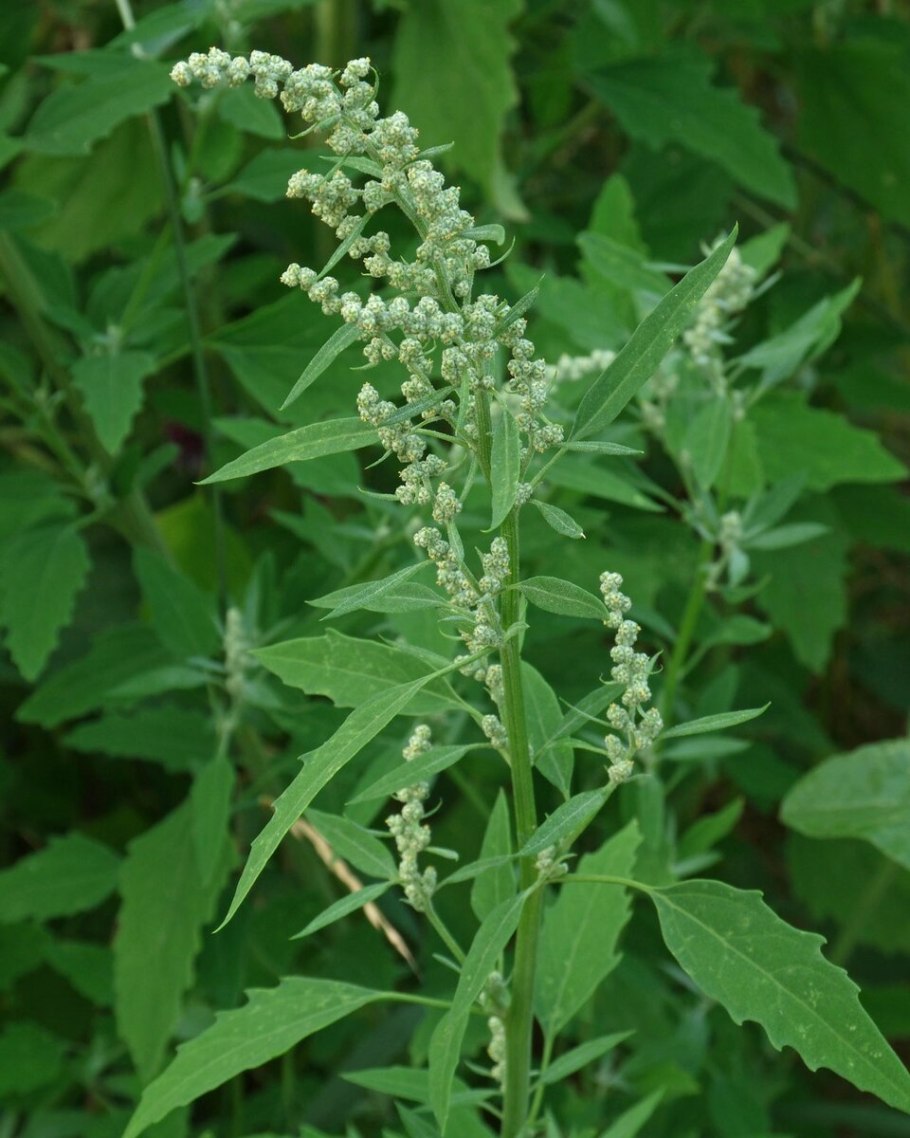 Atriplex canescens