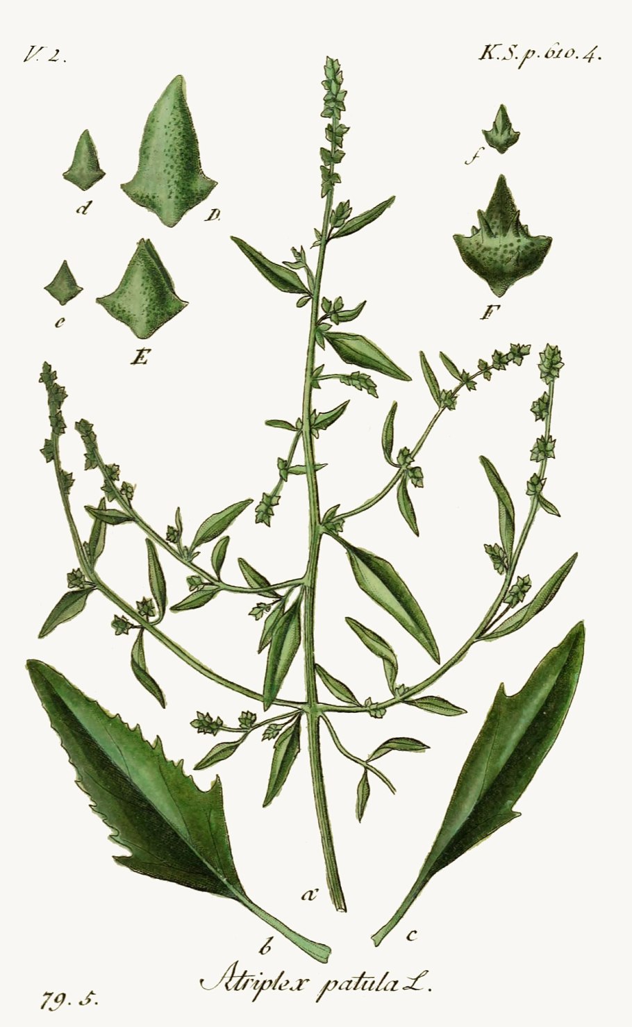 Корневой сорняк