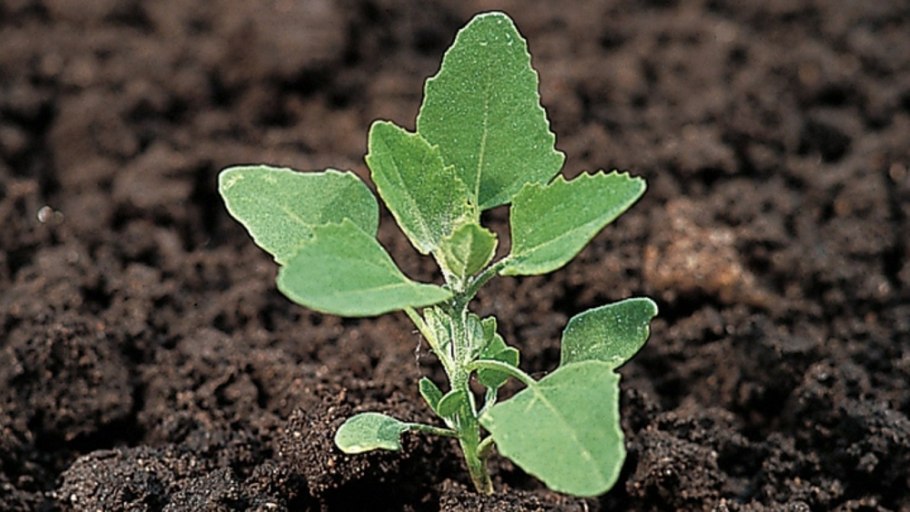 Марь белая (Chenopodium album)