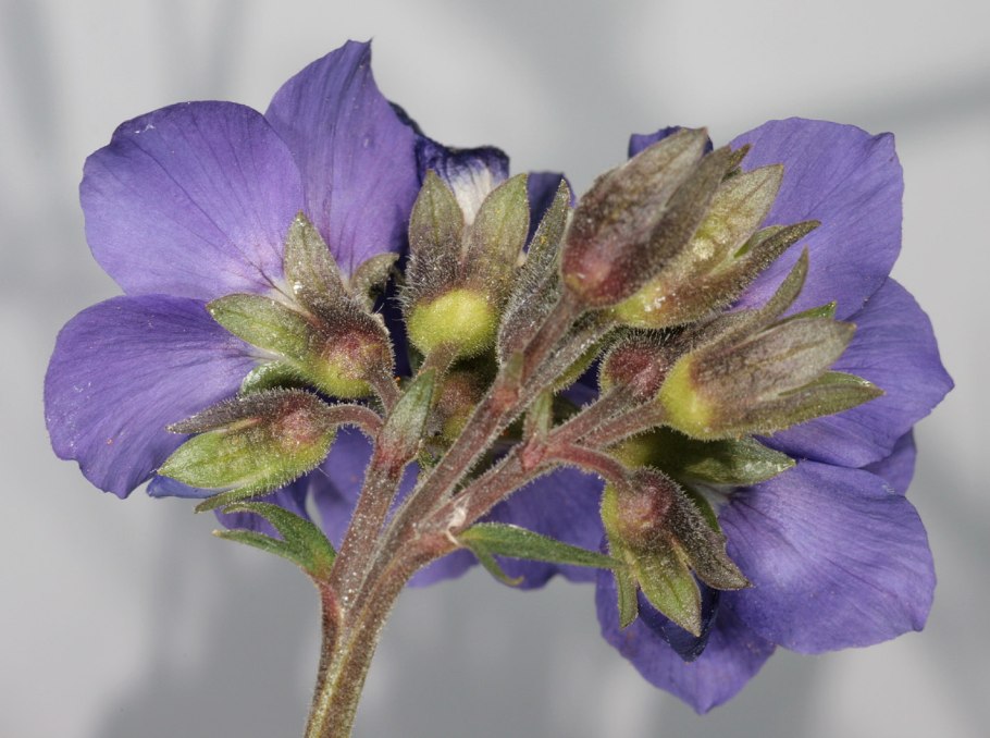 Polemonium caeruleum
