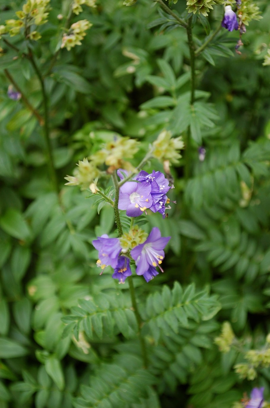 Синюха голубая