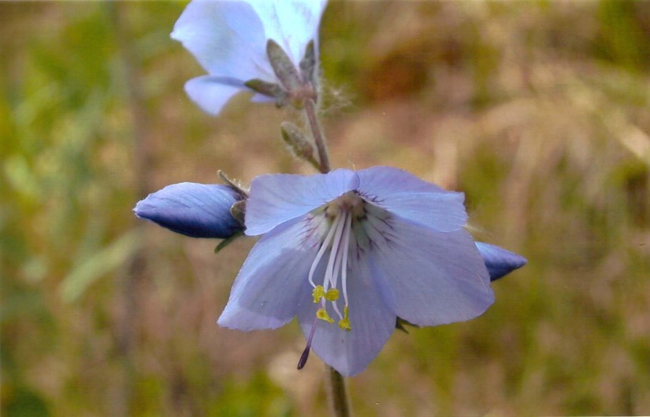 Синюха остролепестная polemonium acutiflorum