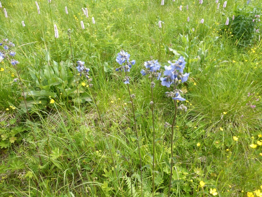 Синюха голубая лазурь* 0,1 г