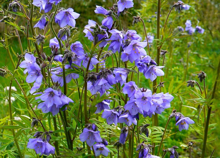 Полемониум (Синюха) "brise d'Anjou" (Polemonium)