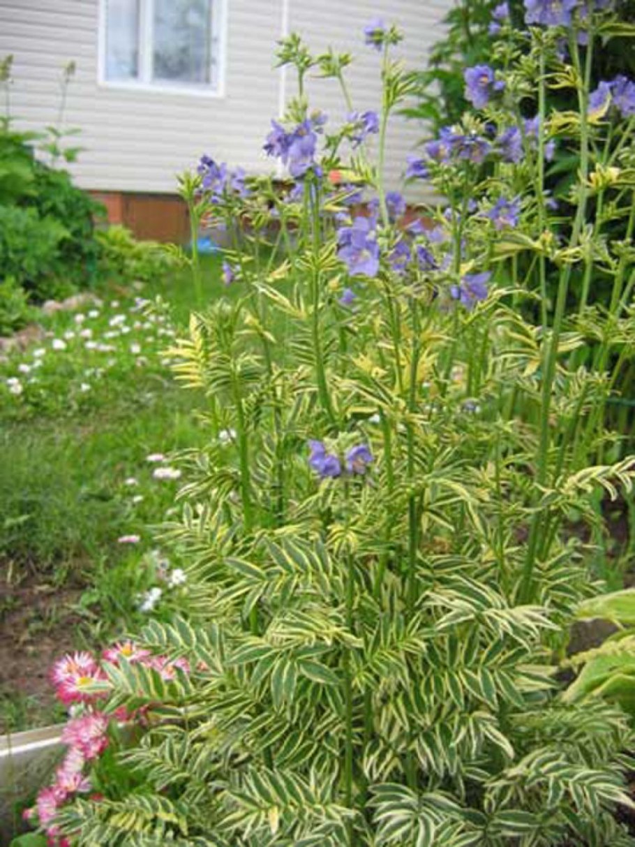 Цветок Синюха Северная