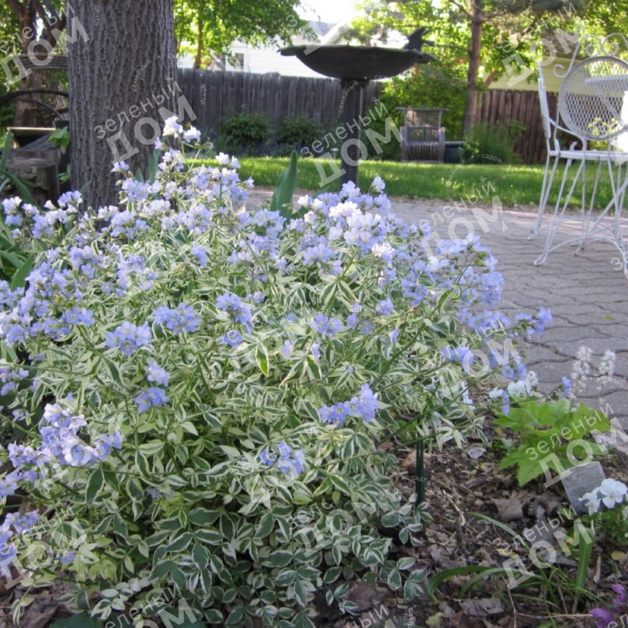 Синюха вариегатная