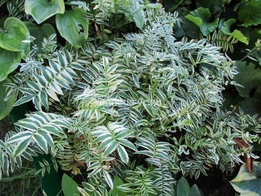 Синюха белая фото цветов