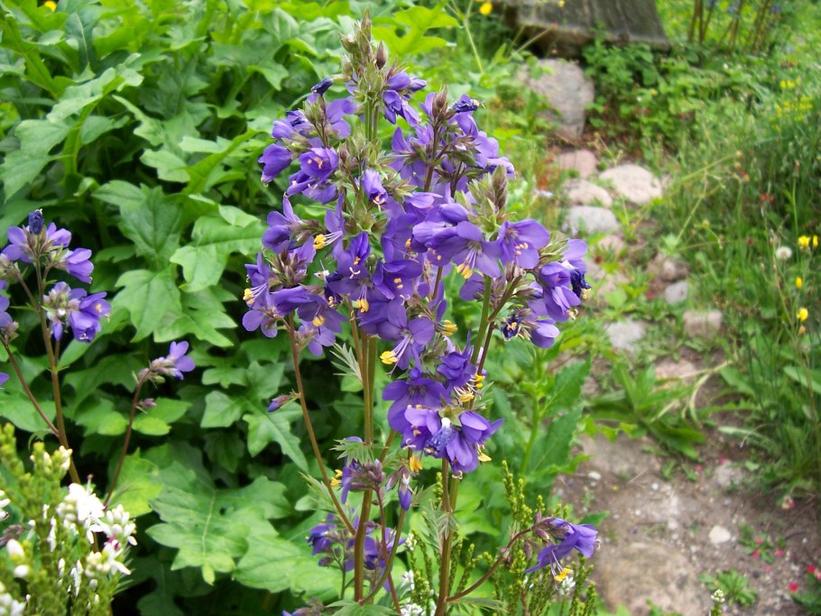 . синюха голубая лекарственное растение