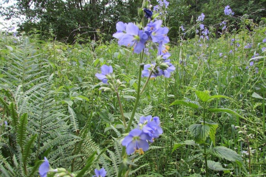 Полемониум синюха голубая