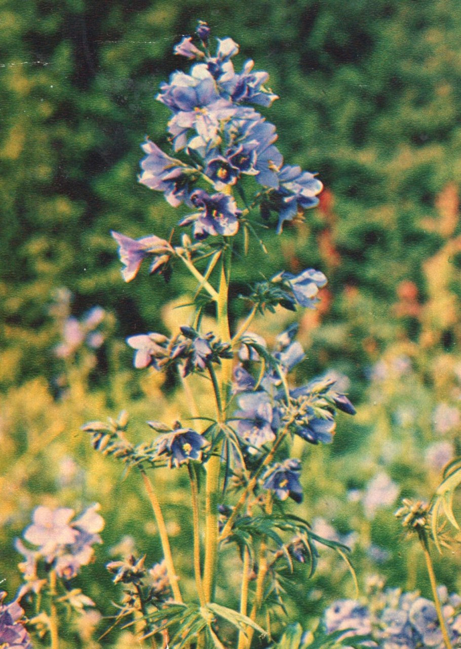 Сапонины синюхи голубой