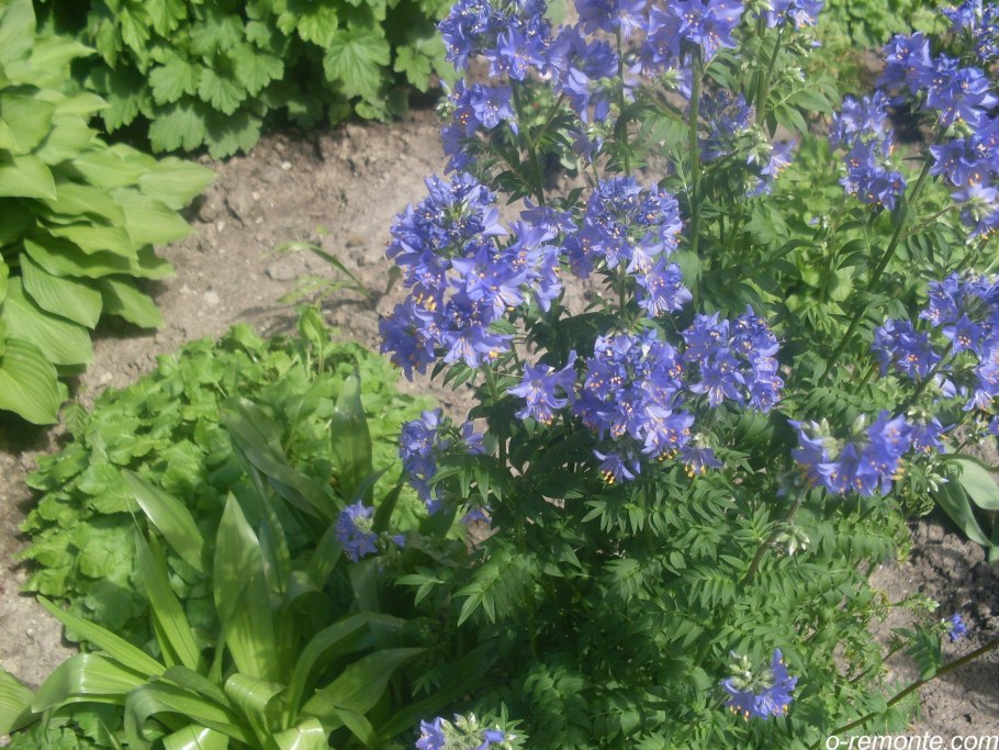 Синюха Полевая