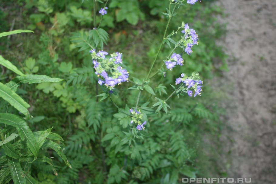 Синюха иезонская