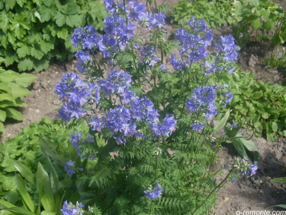 Синюха голубая