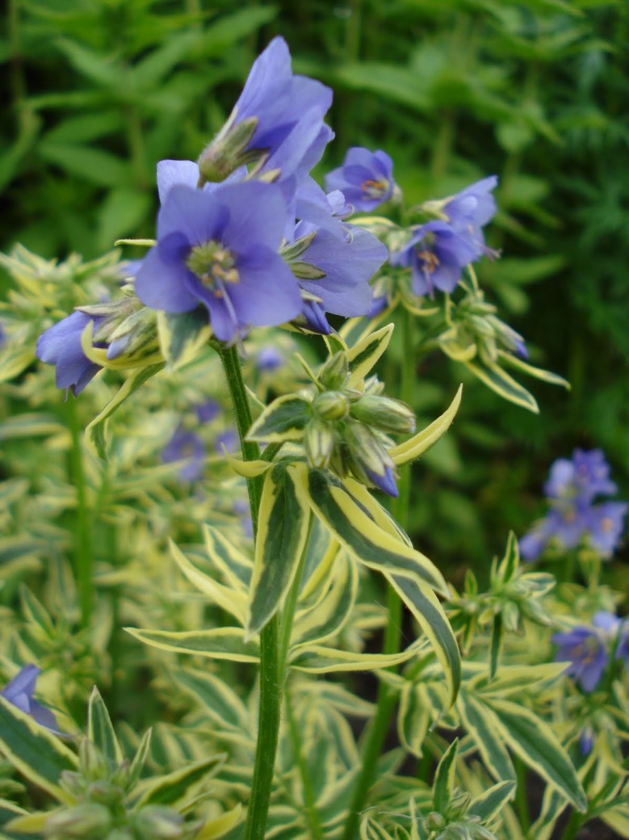 Polemonium caeruleum brise d anjou
