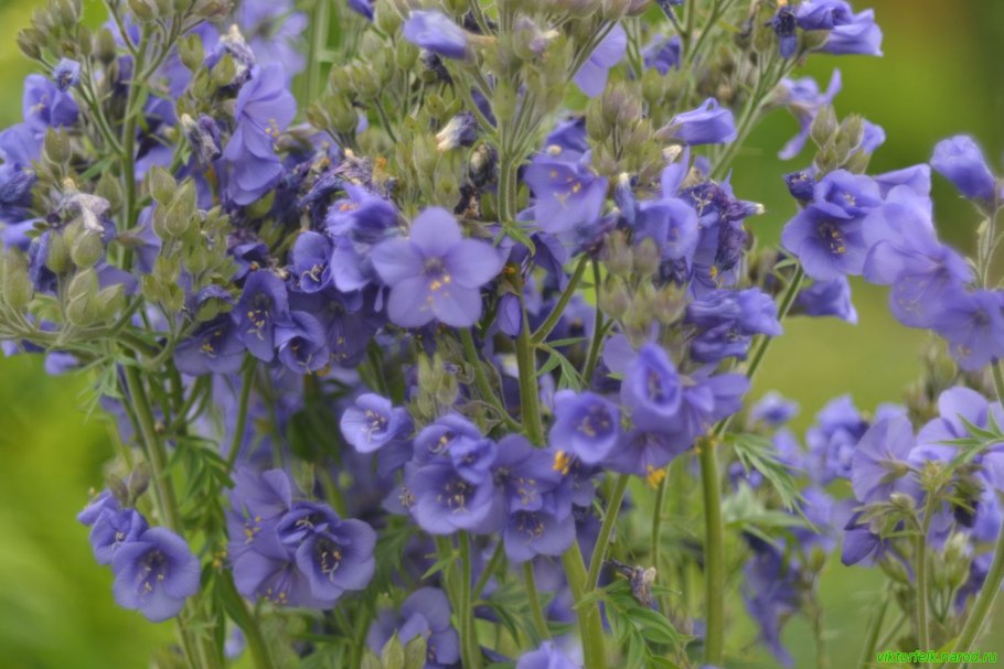 Синюха голубая лазурь