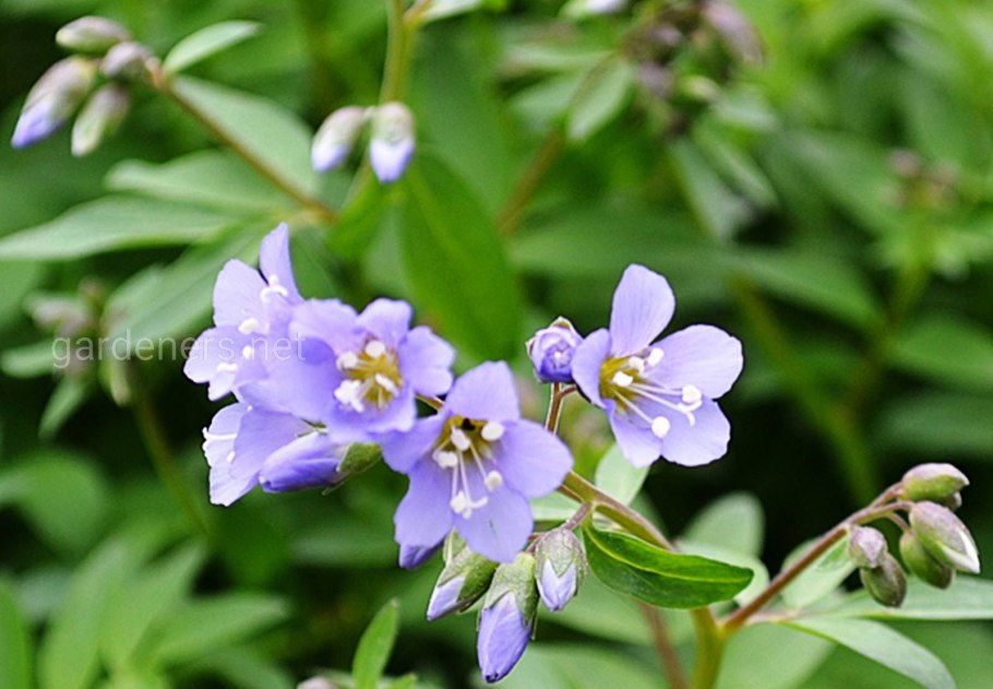 Синюха ползучая