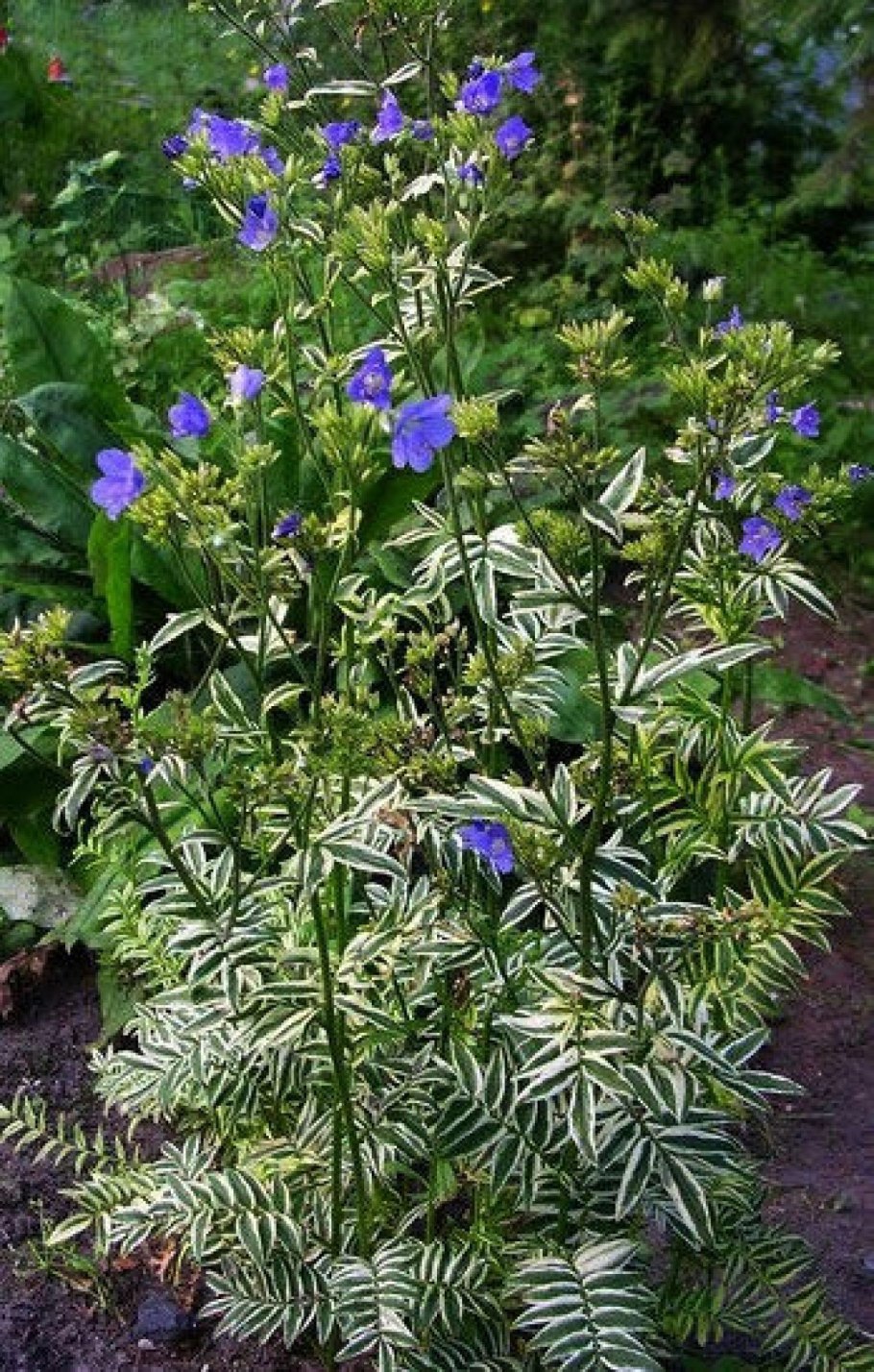 Синюха Луговая