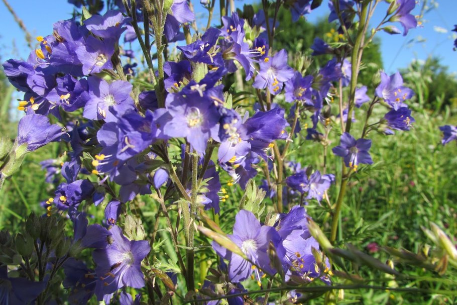 Синюха лазурная