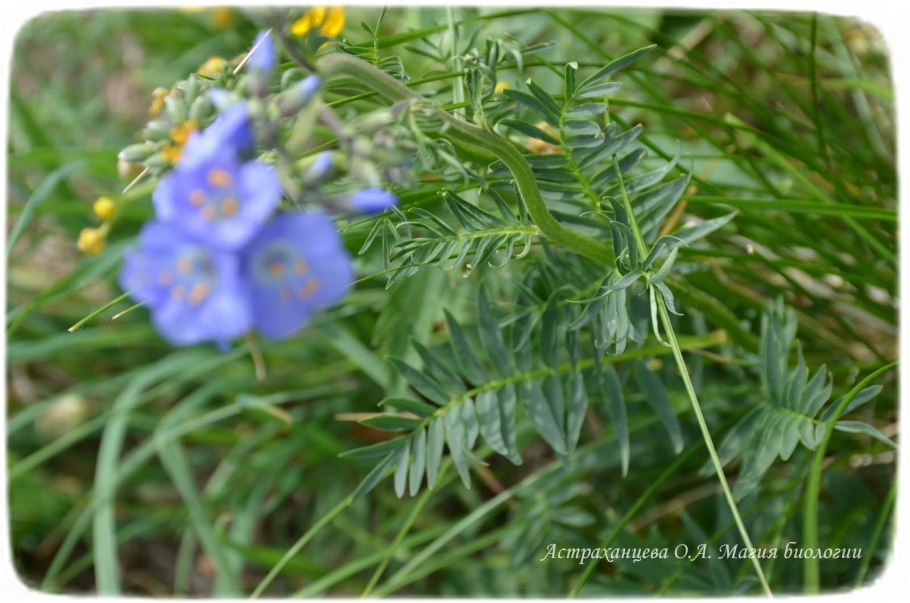 Синюха голубая лазурь