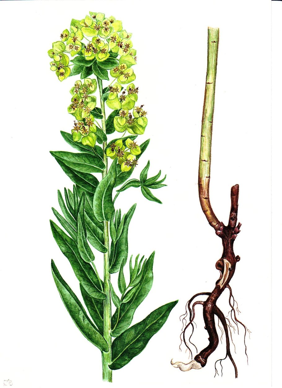 Молочай Пашенный