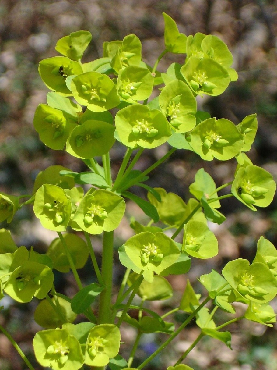Молочай (euphorbia)
