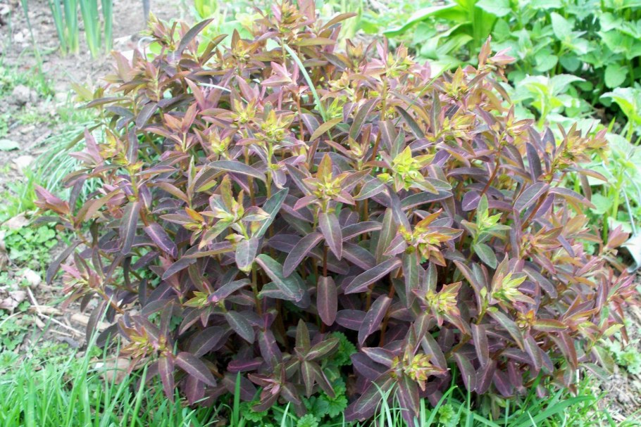 Молочай хамелеон