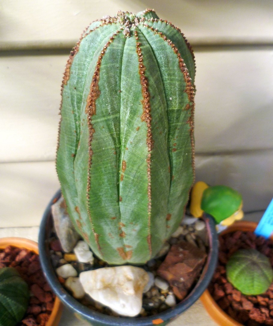 Суккулент euphorbia obesa