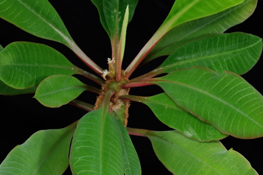 Молочай беложильчатый euphorbia leuconeura