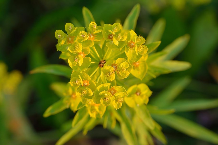 Молочай (euphorbia)