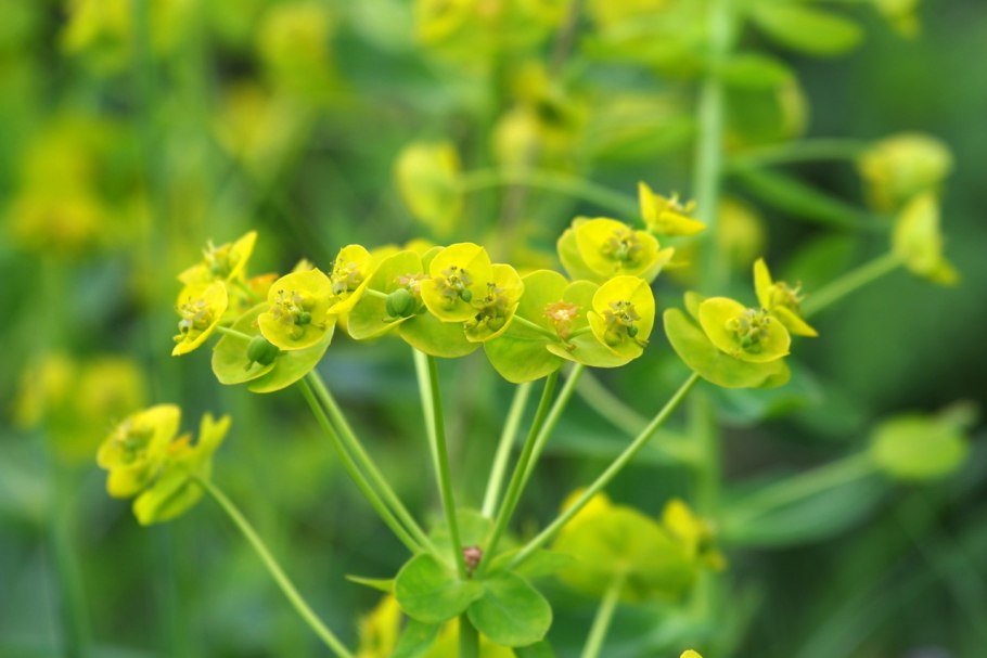 Молочай Вальдштейна