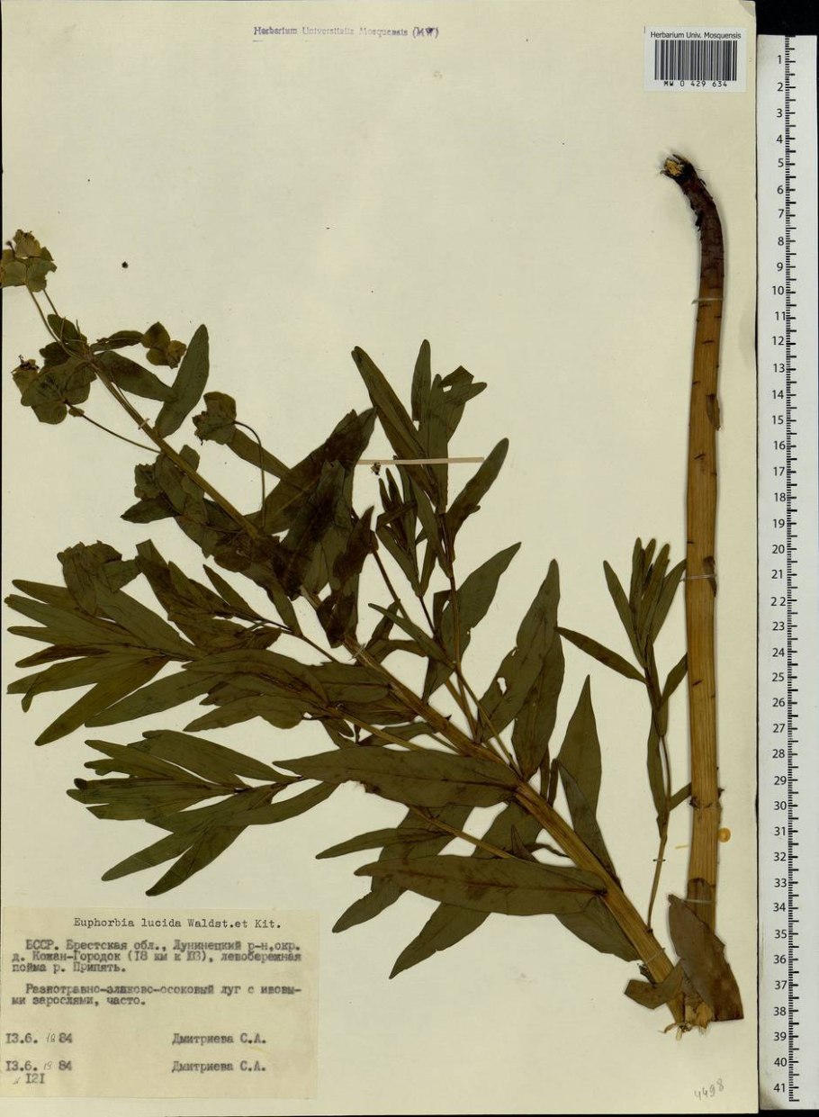 Euphorbia myrsinites