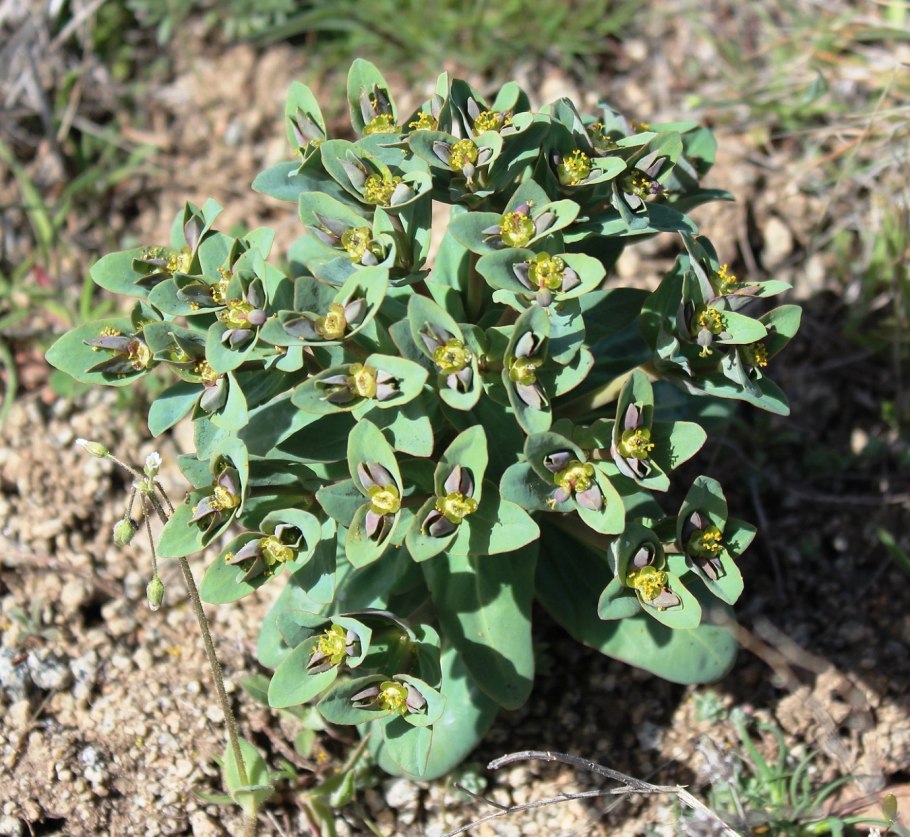 Молочай жигулёвский euphorbia zhiguliensis