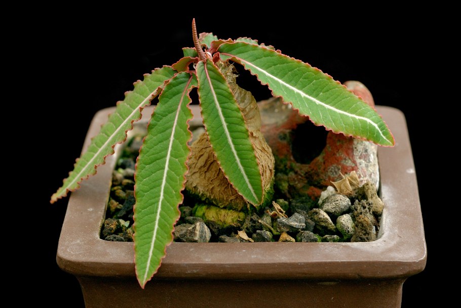Euphorbia suzannae кактус