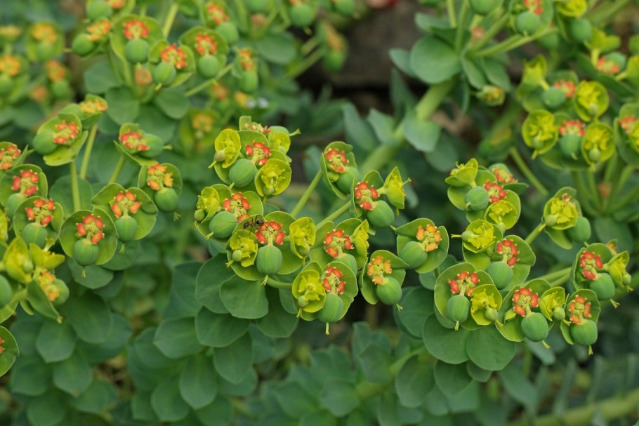 Euphorbia helioscopia молочай солнцегляд