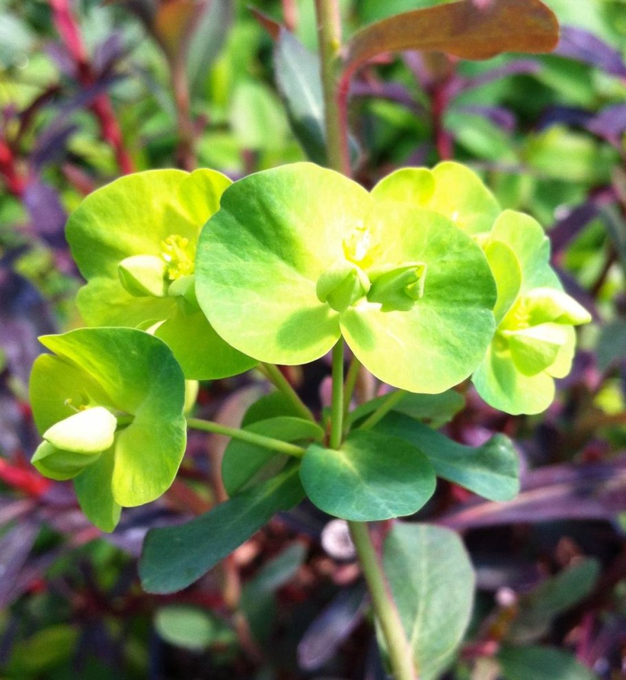 Euphorbia amygdaloides