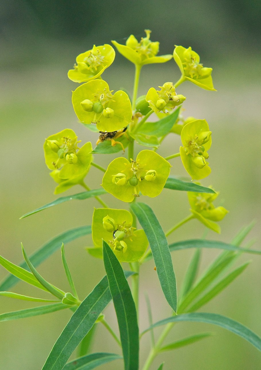 Молочай болотный (Euphorbia palustris)