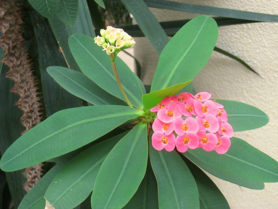 Эуфорбия молочай миля