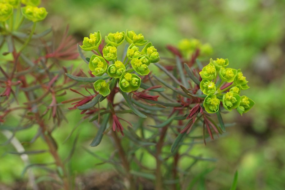 Молочай кипарисовый euphorbia cyparissias