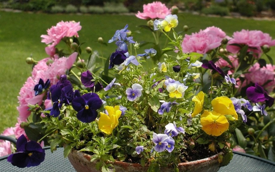 Остеросперос цветы