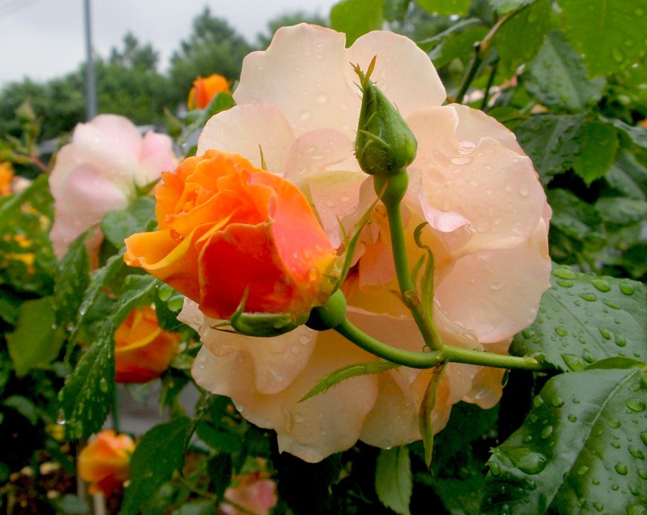 Клумба алиссум и Анютины глазки