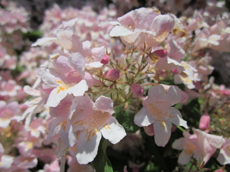 Красивые цветочки