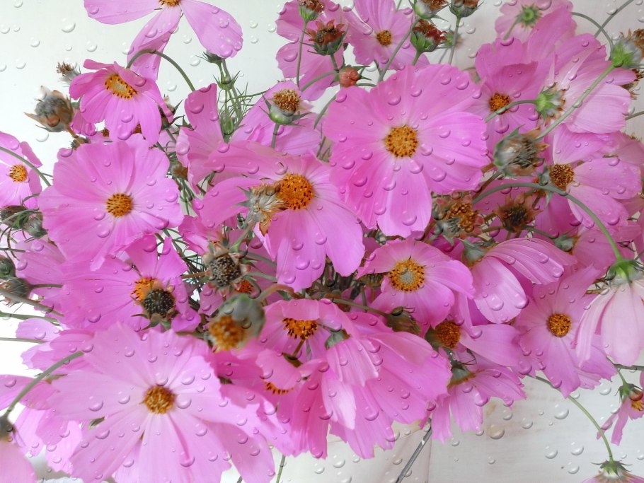 Bougainvillea Pink растение