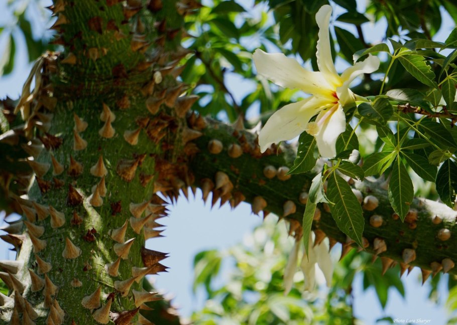 Бугенвиллея малиновая
