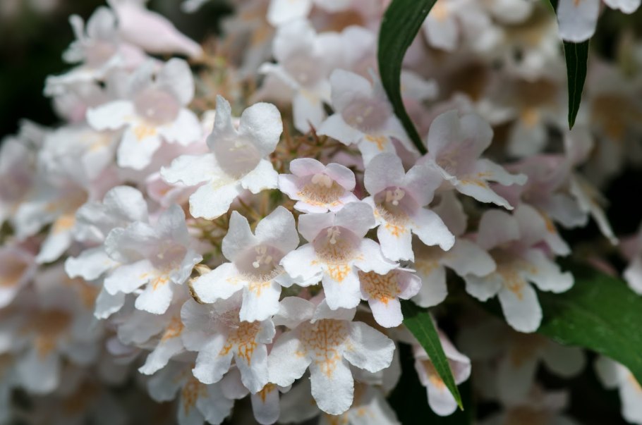 Небесные розы 3д