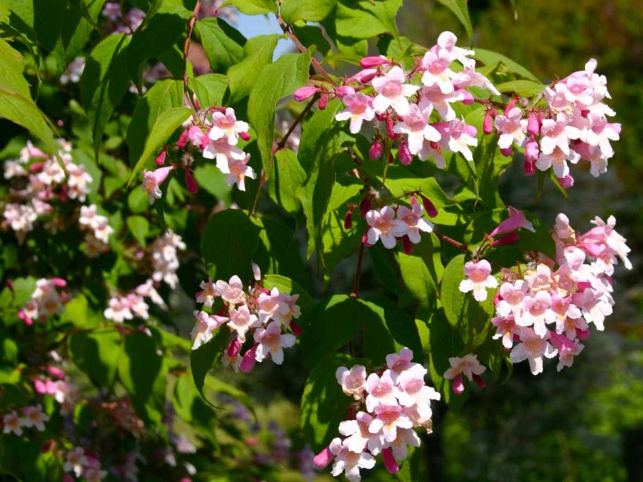 Красивые большие букеты