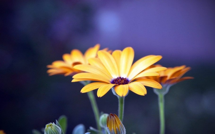 Коносуба Багровая Легенда