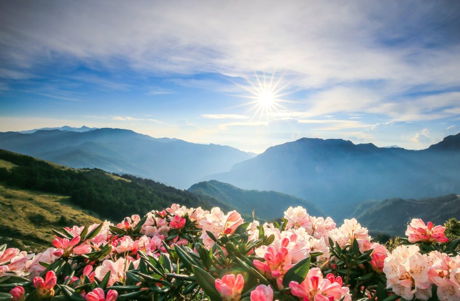 Гортензия кустарниковая