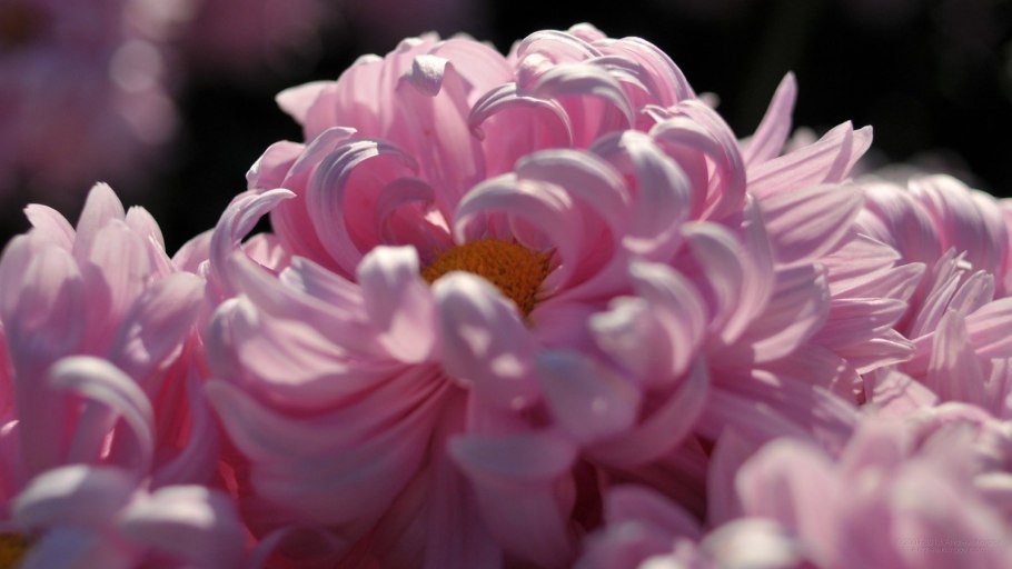 Водосбор цветы Альпийские Луга