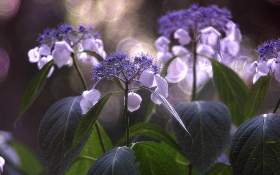 Хризантема розовая